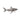Requin blanc