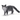 Chat Maine Coon